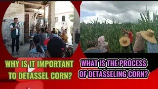 WHY IS IT IMPORTANT TO DETASSEL CORN? @emmanuelsalvame4420