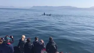 WOW Encounter! Orca in Hermanus, South Africa