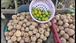 Driving and Eating across Jamaican 1, The Pork Pit, Curry Goat plus visit to Jake's Village