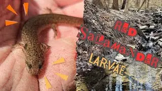 Red Salamander Larvae - An INCREDIBLE and UNCOMMON Find in a Pristine Stream!