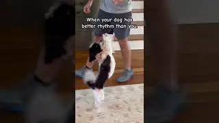 Havanese Dog Does Adorable Dance to Milkshake | Funny Pets Shorts