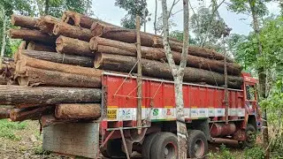 Bharani trader's and saw mill Krishnagiri #koila # round log #woodlog #easycut #building #hardwork