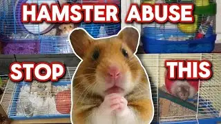 The normalisation of hamster abuse