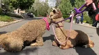 Mini Alpaca Pair Bring Joy to Southern California Neighborhood During Socially Distant Parade
