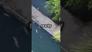 🌧️🐟 Fish From the Sky: The Incredible Rain of Fish in Honduras! 🌧️🐟
