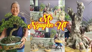NGUYỄN ÚT | #0385845428 | GIÁ MỀM CUỐI NĂM SAM TRÁI, MCT NU DA ĐEN, XOÀI, KIM QUÝT, SANH ĐỎ, SI HỒNG