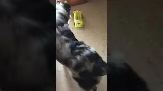 Deci and his Hamtrac