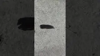 Amazing power and dedication of a black garden ant......Dragging feather lonely.....