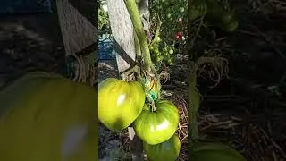 The last, I hope, video from the fruitful garden beds.