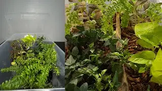 Creating somewhat a natural habitat for my plants (Chapter 14)