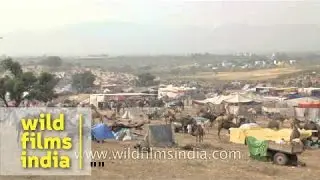 Camels and sellers at the sprawling Pushkar mela ground : Rajasthan