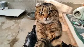 小萌猫边吃边骂，一心要往外跑，猫脾气太大，快控制不住了