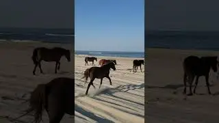 Wild Horses of Corolla  (Outer Banks, North Carolina, May 2022, Segment 1)