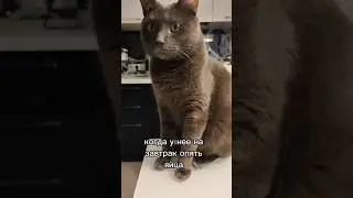 поест и полетит по делам... #кот #цветыотбади #Бади #котик
