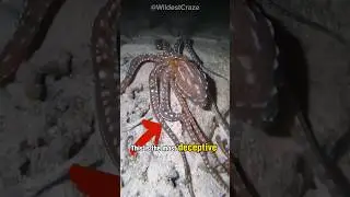 This is the most Deceptive Octopus you can Ever see
