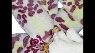 GM HOPKINS PIED BEAUTY READ BY AGONPD