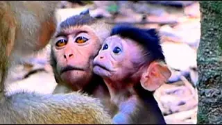 Cute baby monkey Draya unhappy with mom monkey Blocking milk