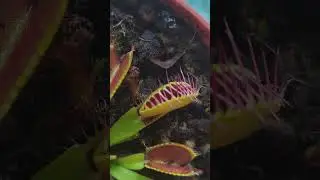 LIVE Feeding! Venus Flytrap gets a live treat!