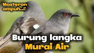 Masteran langka... Kicau burung murai air gacor ..