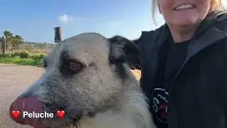 Peluche