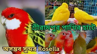 Serampore pakhir haat 💥| 🔥 Resent Birds Price Update | Rosella Parrot | Ep- 73 | #pets #kabutar