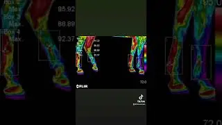 Veterinary Thermography - Racehorse Lameness