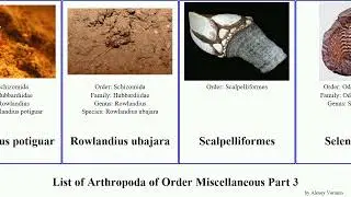List of Arthropoda of Order Miscellaneous Part 3 stemmiulus trypetesa amicus arabesque mirabilis