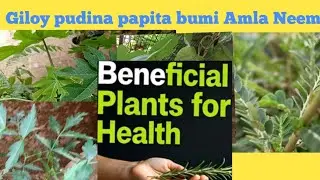 5+plants to make your home a healthy heaven