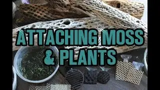 ATTACHING MOSS & PLANTS to CHOLLA MOSS LEDGES & DRIFTWOOD for a SHRIMP TANK