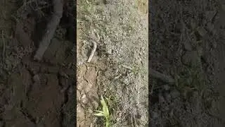 Super Napier Grass Co5 for fodder started sprouting - Pennisetum purpureum - Engineer Ka Bagh #farm