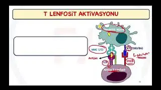 CTLA 4