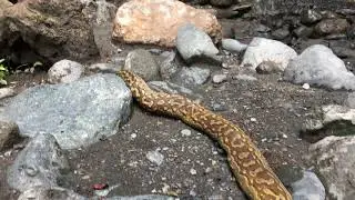 Python at Tululisia Falls in Arusha National Park, Tanzania