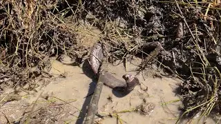 CATCH A BIG FISH🐋, TOUCH A BIG SNAKE🐍😬