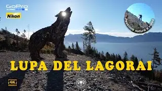 LA LUPA DEL LAGORAI  opera di Martalar, si trova a Vetriolo - LEVICO - Trentino