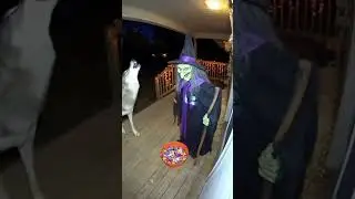 Halloween decoration scares Animals Tooo!! AI depiction of how animals react to jump scares.