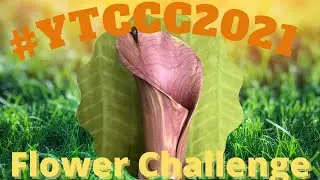 Woodturning / Carving - Red Cedar Calla Lily - #ytccc2021