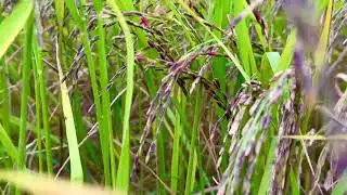 Rice berry