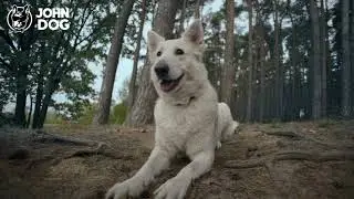 Karma John Dog Berry Line wsparcie psiej odporności
