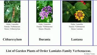 Garden Plants of Order Lamiales Family Verbenaceae