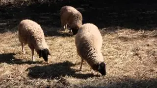 Rh&ouml;nschafe im Freigehege - mouton de la reine