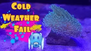 Purchasing a Weeping Willow Toadstool | Frozen Shipment