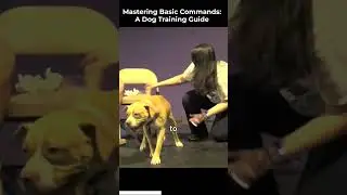 Mastering Basic Commands: A Dog Training Guide