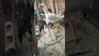 Mais uma ninhadinha