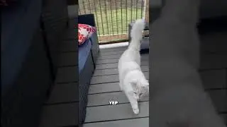 Patio Cats: Maine Coon's Rainy Day Adventures on the Patio! #shorts