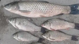Baliq ovi ogalar jigarlar layk bosilar 🤣