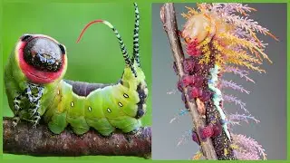 6 Remarkably Weird Looking Caterpillars and What They Become