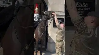 HORSE PLAYS WITH SOLDIER 🐎 | Horse Guards, Royal guard, Kings Guard, Horse, London, 2024