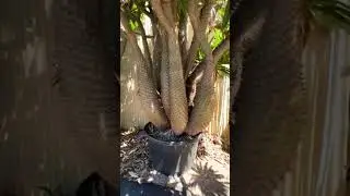 Pachypodium lameri ( Madagascar palm ) the dogbane family Apocynaceae. #cactus #succulents
