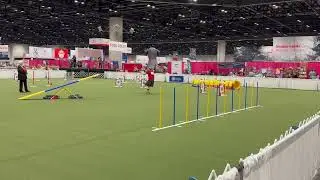 Dreamer AKC Agility invitationals Hybrid 