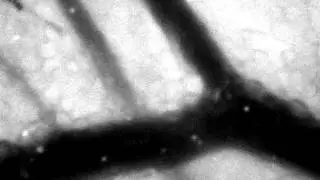 Monocytes rolling in a venule